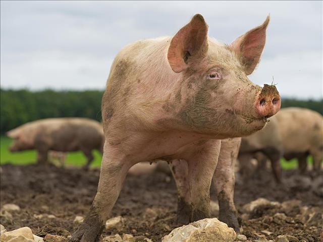 Landbounuus-podcast: Dankbaarheid oor voortgesette produksie in varkbedryf  | News Article