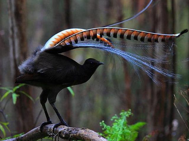 The bird that can mimic the sound of chainsaws and cameras!  | News Article