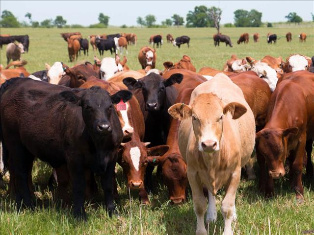 Suspect arrested for possession of stolen cattle in NW | News Article