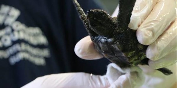 #OFMKidsCorner - Yoshi the sea turtle with a world record #OFMKidsCorner - Yoshi the sea turtle with a world record | News Article