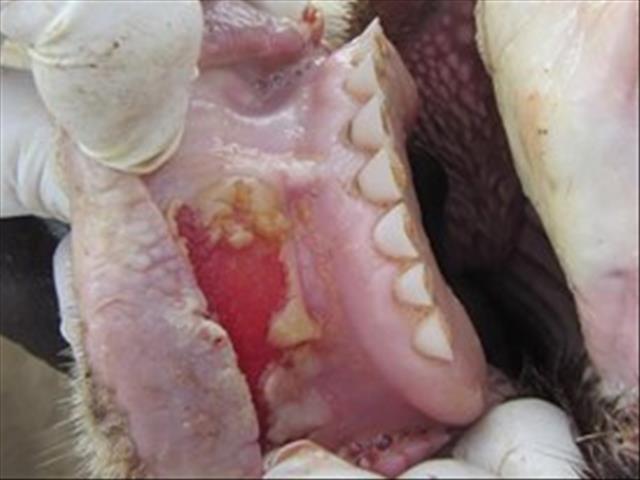 Agricultural department progressing in fight against foot-and-mouth disease | News Article