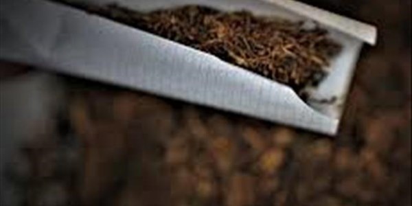 Smoking rooibos a bad idea, warns expert Smoking rooibos a bad idea, warns expert | News Article