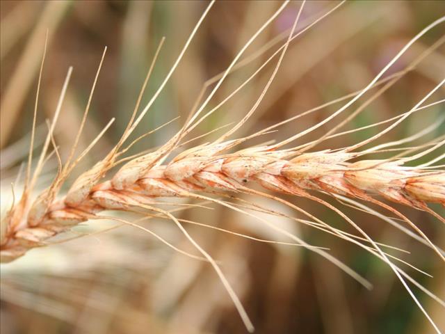 Agri-Uur: Jongste Safex-nuus | News Article