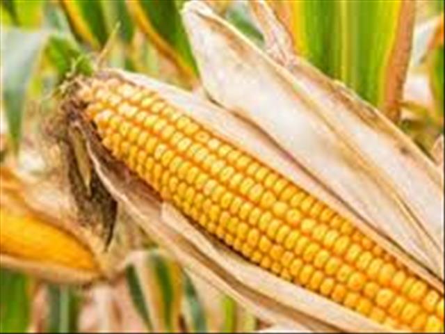 Agri-Uur: Jongste Safex-nuus | News Article