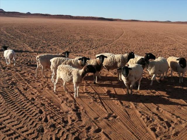 Regering slaan nie ag op rampdroogte in Noord-Kaap | News Article
