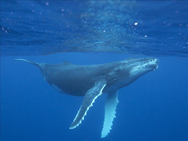 The humpback whales bubble net fishing!  | News Article
