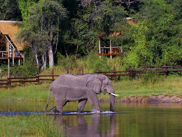 Botswana probes mysterious death of 56 elephants | News Article