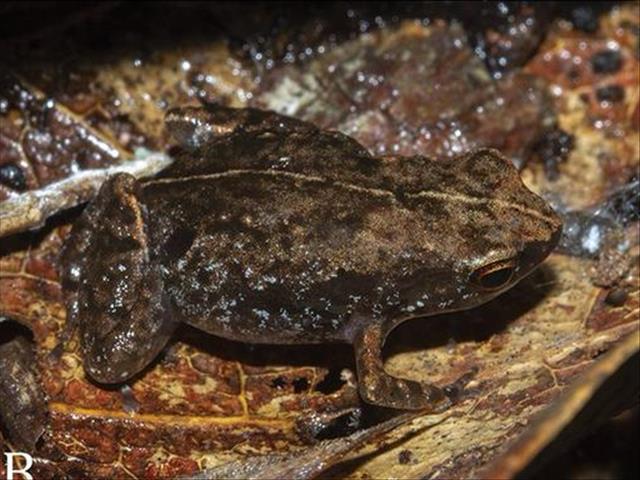 Scientists want new frog species classified as critically endangered | News Article