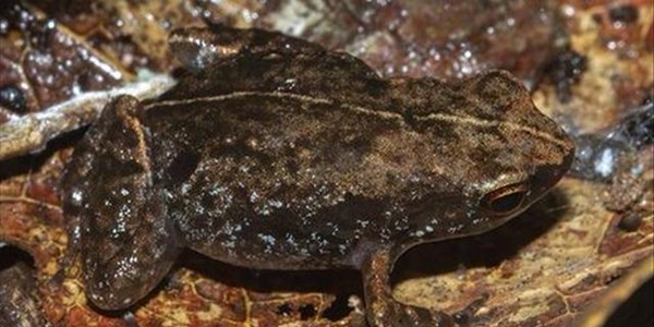 Scientists want new frog species classified as critically endangered | News Article