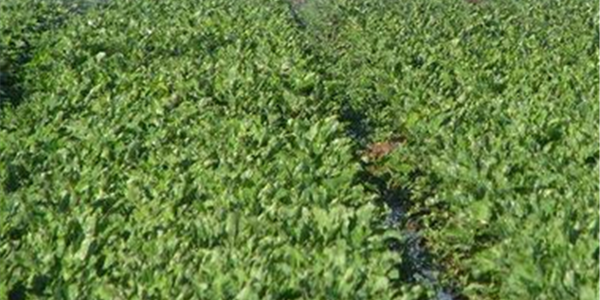 Agri SA behaal sukses om landbou-water bekostigbaar te hou Agri SA behaal sukses om landbou-water bekostigbaar te hou | News Article