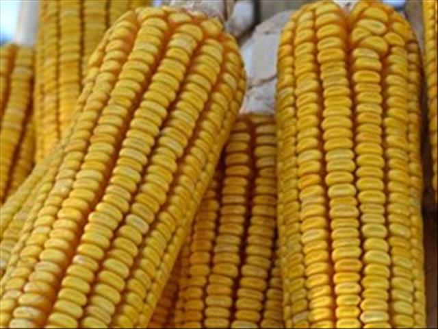 Agri-Uur: Jongste Safex-nuus | News Article