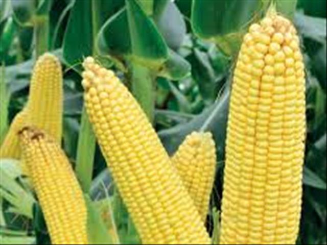 Agri-Uur: Jongste Safex-nuus | News Article