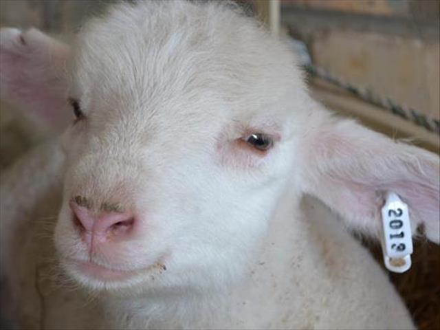 Die veemark is gesond, meen kenner | News Article