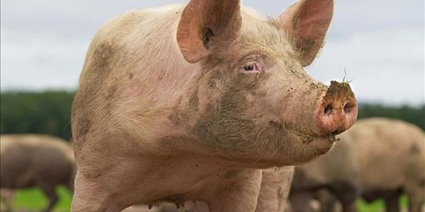 Swift response to Eastern Cape African swine fever outbreak Swift response to Eastern Cape African swine fever outbreak | News Article