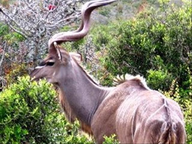 Jagbedryf wag vir protokol oor #Covid19-regulasie | News Article