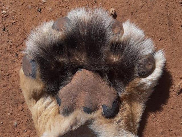 NW man expected in court for animal skins, drugs  | News Article