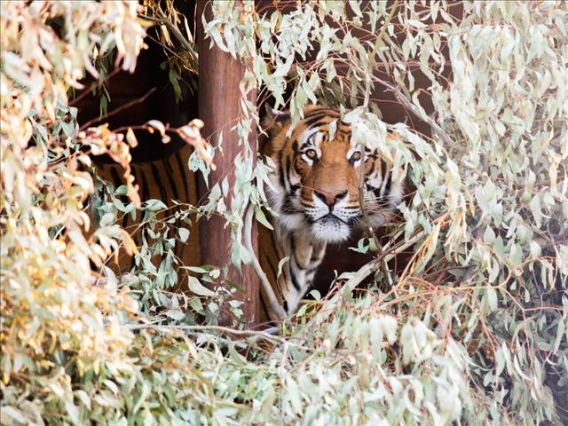 #OFMKinderhoekie - Lionsrock - Om 'n groot kat oppasser te wees | News Article
