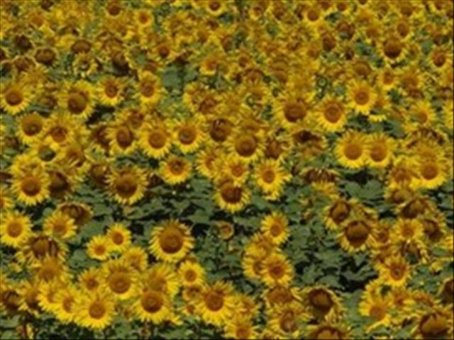 Promising year expected for SAs summer crop | News Article