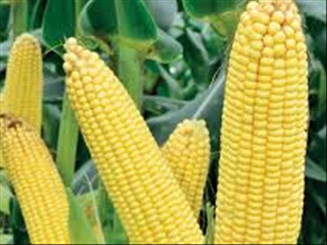 Agri-Uur: Jongste Safex-nuus | News Article