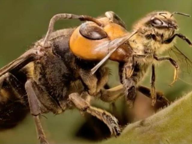 Weird Wide Web - Murder Hornet  | News Article