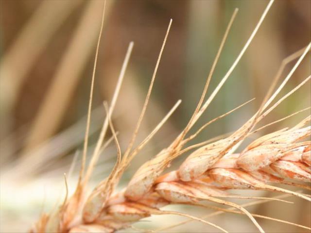 Agri-Uur: Jongste Safex-nuus | News Article