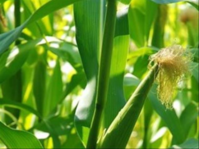 Agri-Uur: Jongste Safex-nuus | News Article