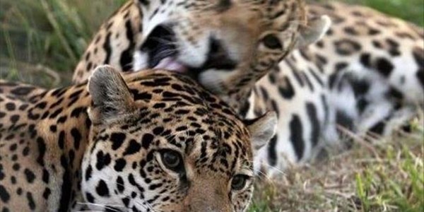 Happy ending for Bfn Zoo animals Happy ending for Bfn Zoo animals | News Article
