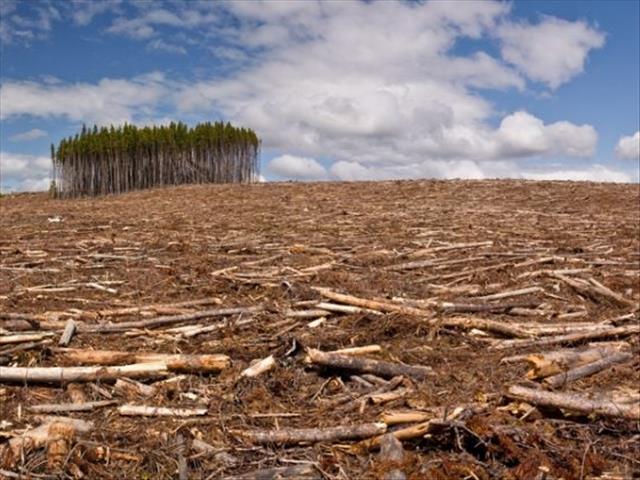 The link between deforestation and pandemics | News Article