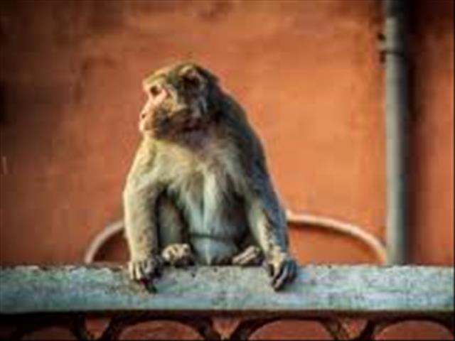 Monkey vandalises bank kiosk in India | News Article