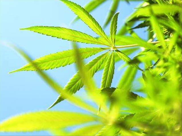 Suspected dagga dealers busted in FS | News Article