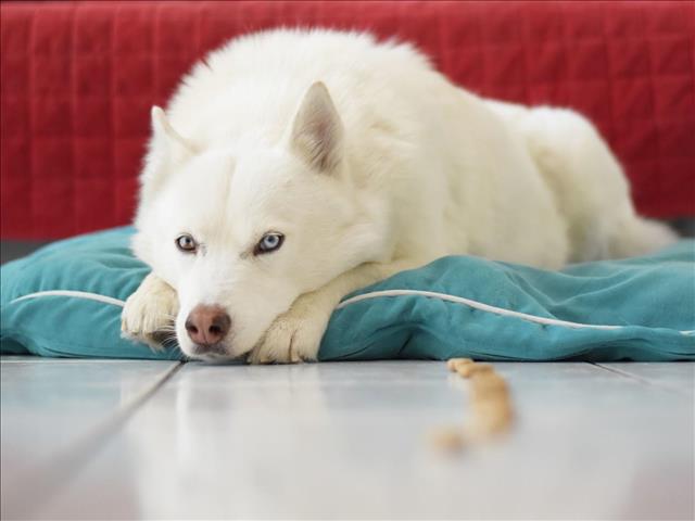 Helping your pets cope with you returning to work during lockdown level 3 | News Article