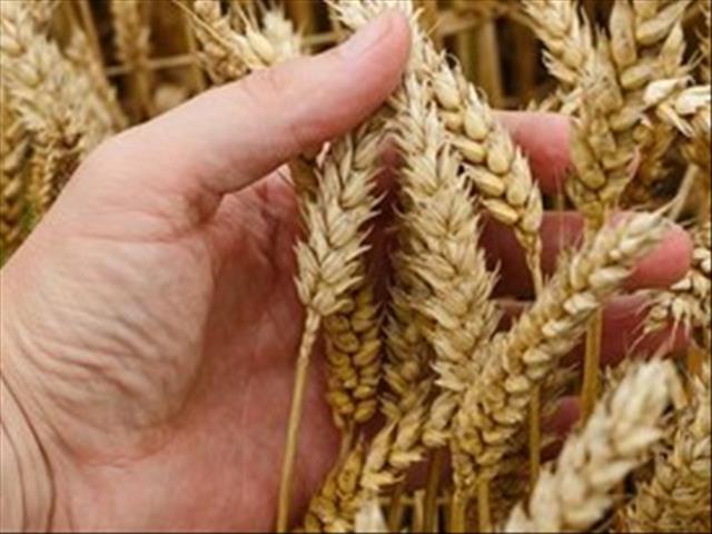 Agri-Uur: Jongste Safex-nuus | News Article