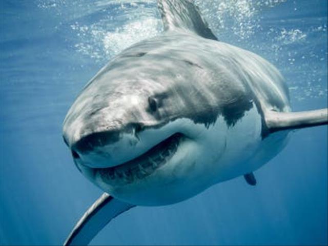 SA invention looks to save sharks while protecting bathers | News Article
