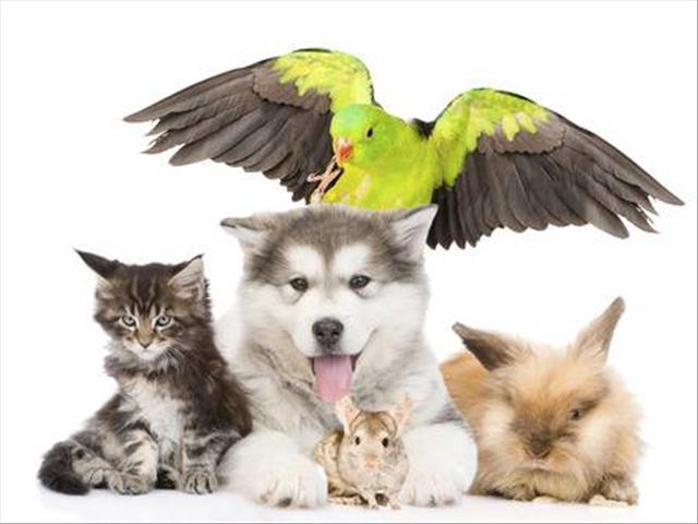 Weird Wide Web - A parrot PERFECTLY impersonating a baby | News Article