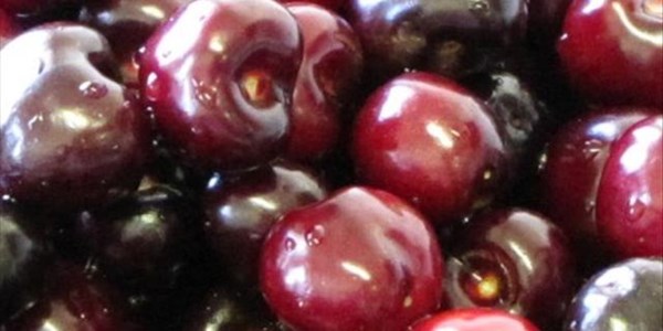 Koue weerstoestande voordelig vir die kersiebedryf Koue weerstoestande voordelig vir die kersiebedryf | News Article