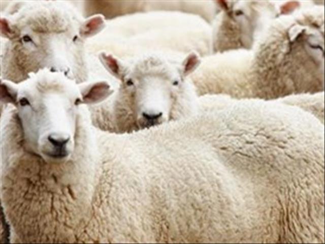 Speenkalfprys en dié van skaap neem toe | News Article