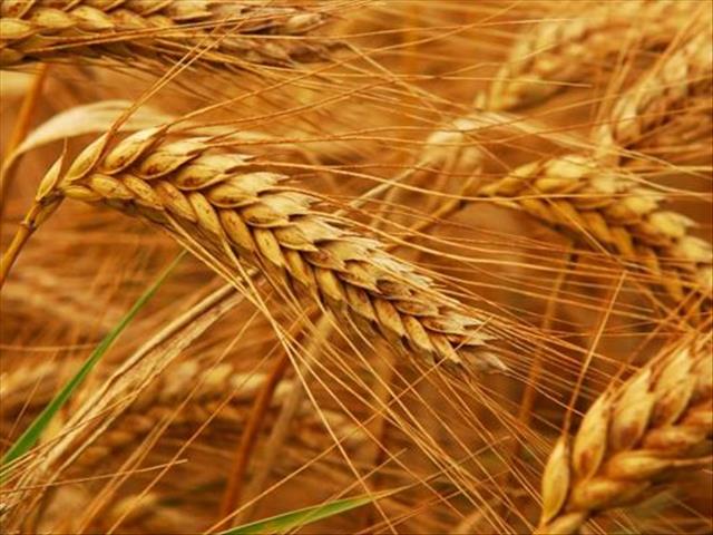 Agri-Uur: Jongste Safex-nuus | News Article