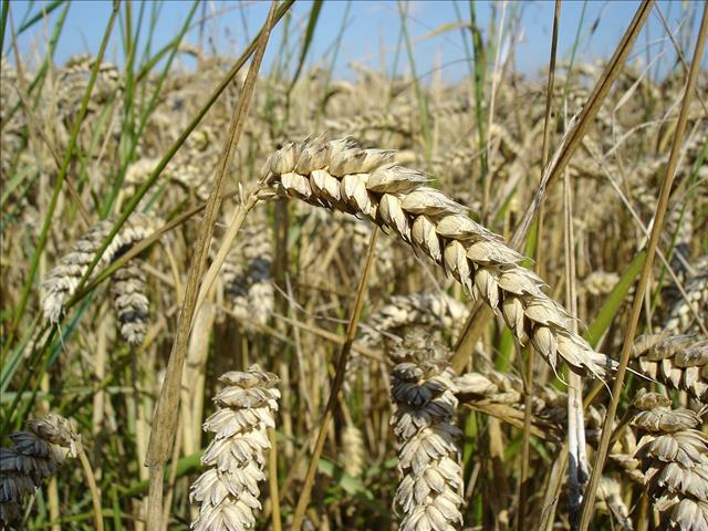 Agri podcast: SA's wheat production season is underway | News Article