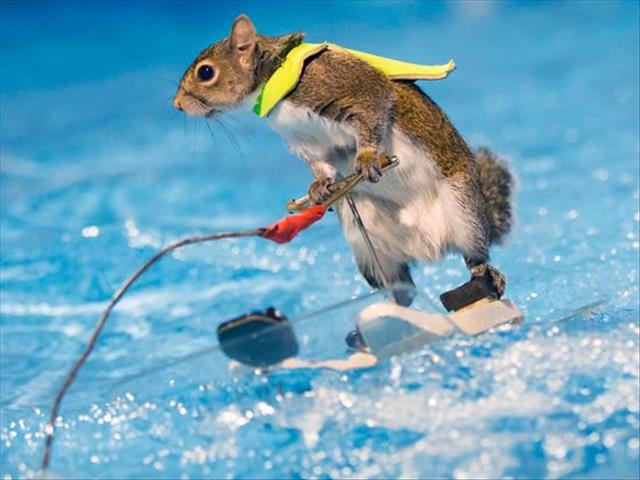 Weird Wide Web - How to safe an animal from drowning OR not | News Article
