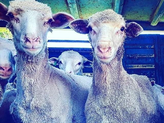 Battle continues after NSPCA's interdict against live export of sheep | News Article