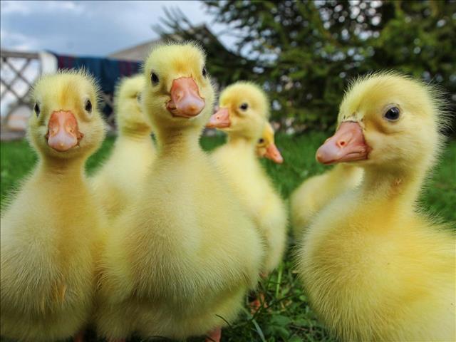 Weird Wide Web - Hatching supermarket eggs  | News Article