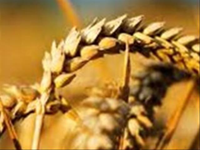 Agri-Uur: Safex-verslag  | News Article