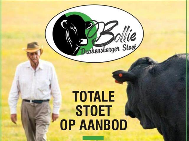 Drakensberger-genootskap bied nasionale veiling aanlyn aan | News Article