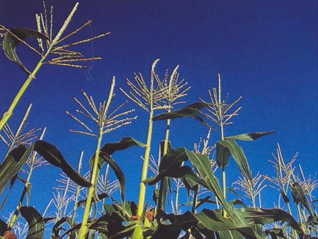 Landbounuus-podcast: Boere bedrywig in somersaaigebied | News Article