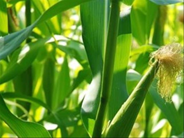 Agri-Uur: Jongste Safex verslag | News Article
