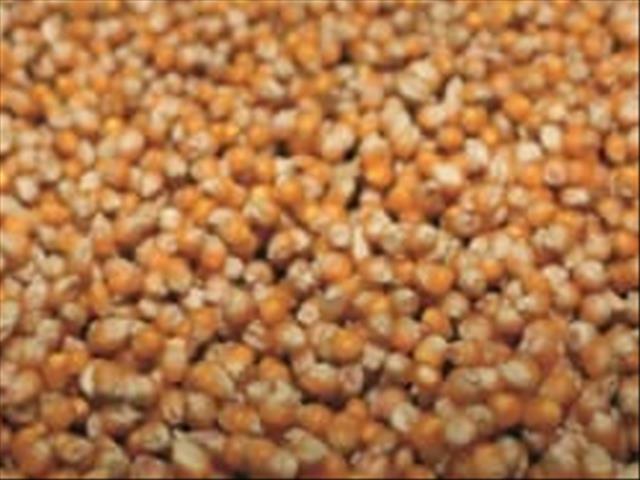 Agri-Uur: Jongste Safex-nuus | News Article
