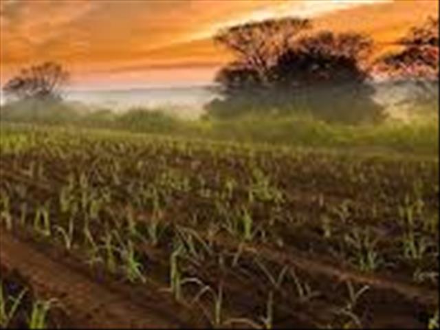 Landbou in Vrystaat groei, verdien meer regeringsondersteuning | News Article