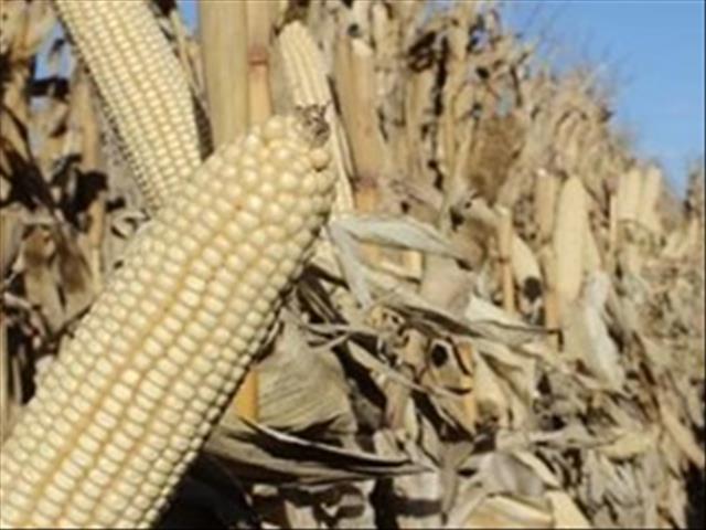 Agri-Uur: Jongste Safex-nuus | News Article