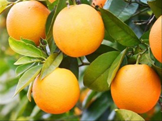 Agriculture can show resilience from a jobs perspective | News Article