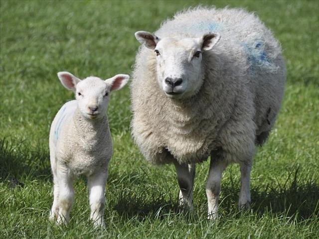 Wolmarkverslag Cape Wools:  Goeie gehalte merinowol stut SA mark | News Article